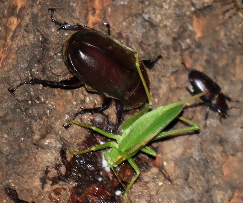 団地前のクヌギ_後面-目線より50cm上 ヤブキリ♀、カブトムシ♀、 ノコギリクワガタ♀ 2021年7月17日 19時35分頃 気温28度